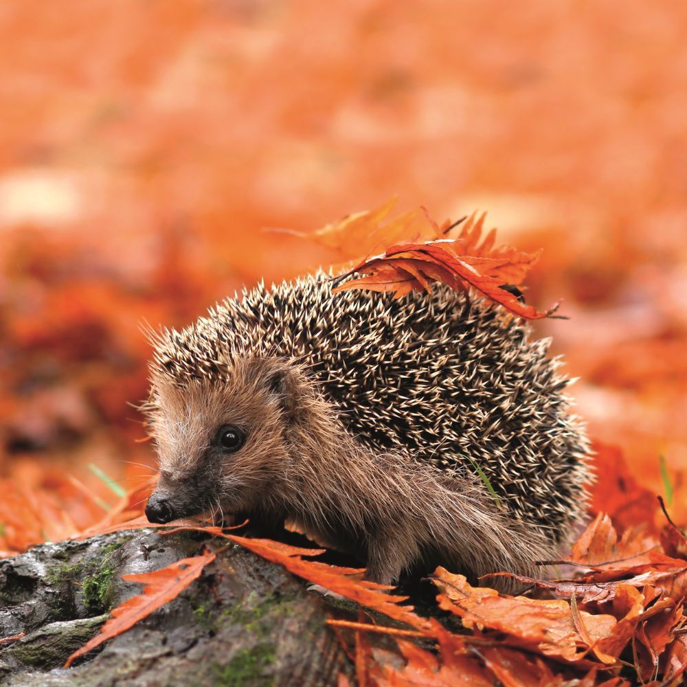 Hedgehog Awareness Week - 1