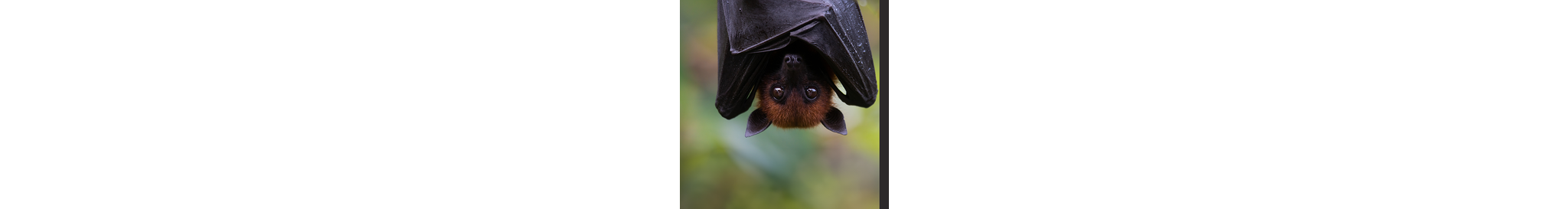 CD-1694_-_Summer_of_Love_banners_-_Bats_-_Mobile