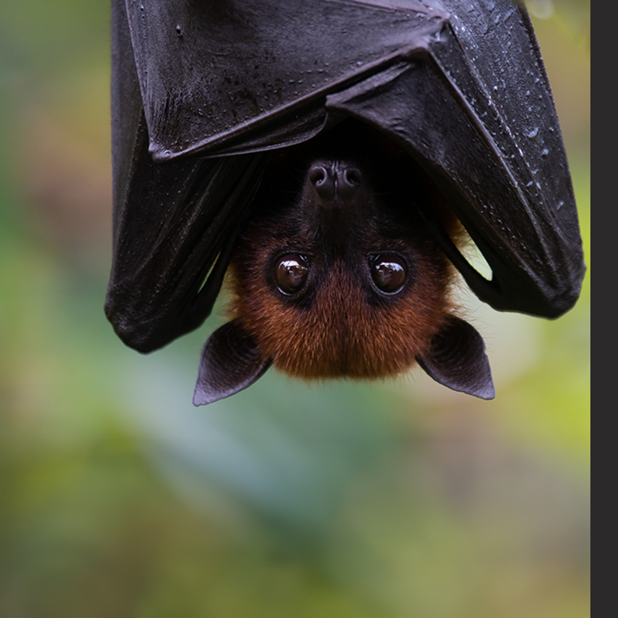 CD-1694_-_Summer_of_Love_banners_-_Bats_-_Mobile