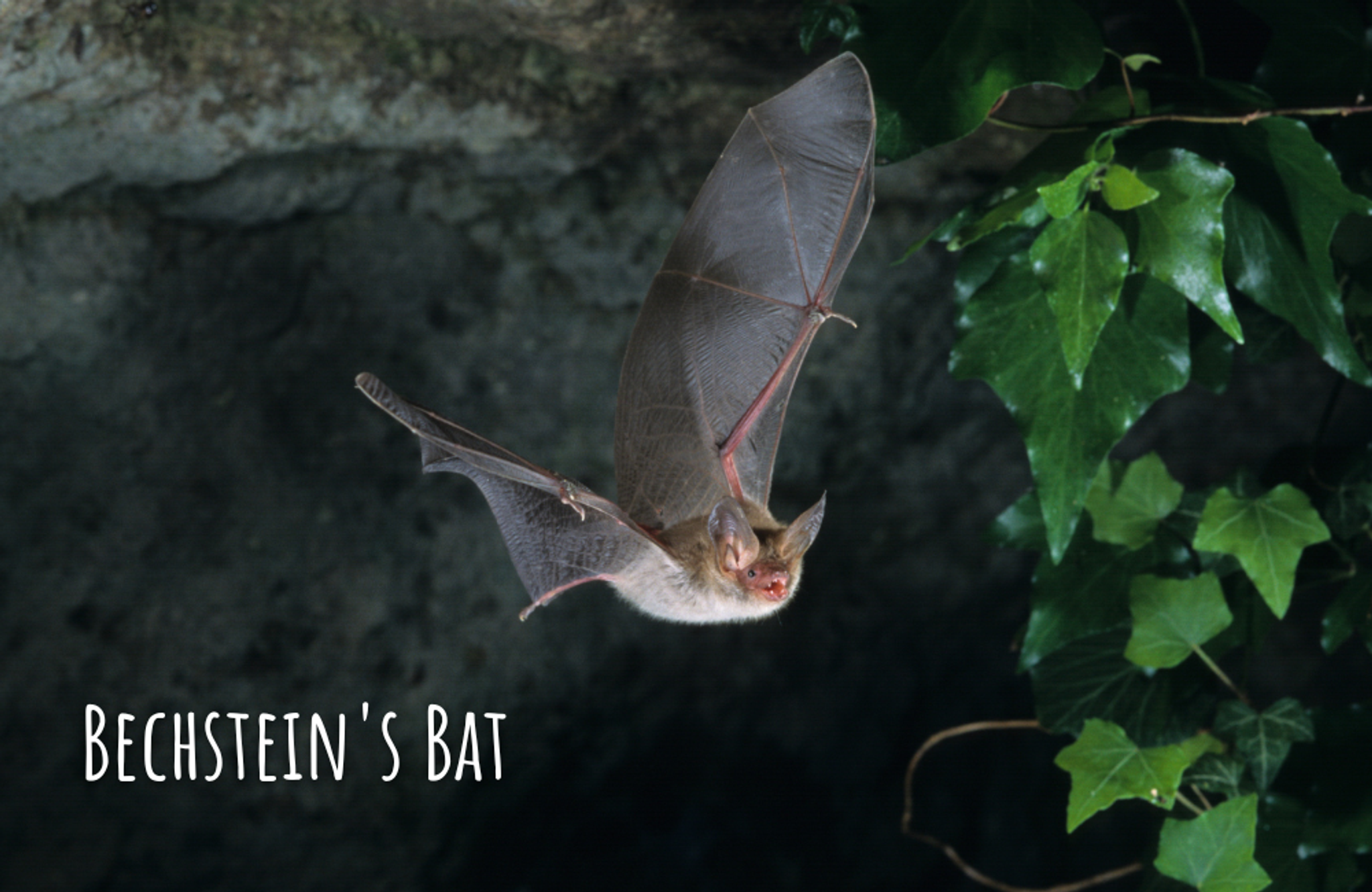 Bechstein bat