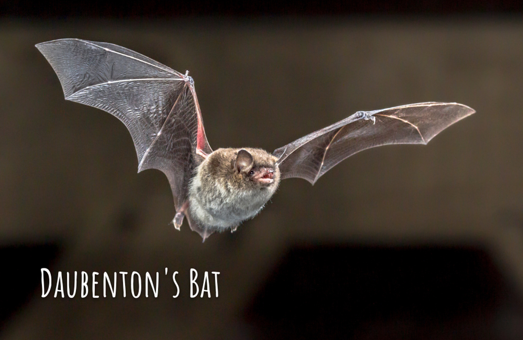 Daubentons bat