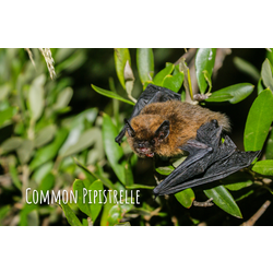 pipistrelle