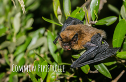 pipistrelle