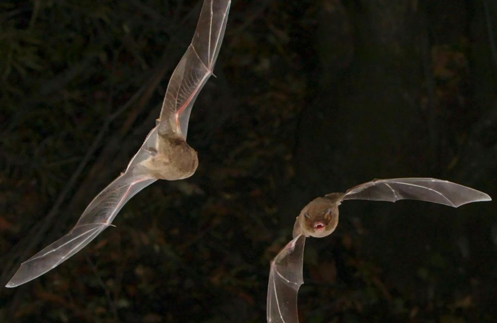 Support Bats