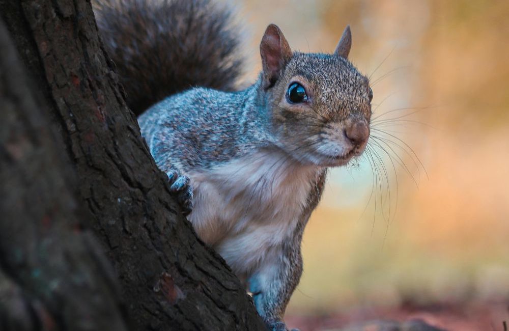 Support Squirrels