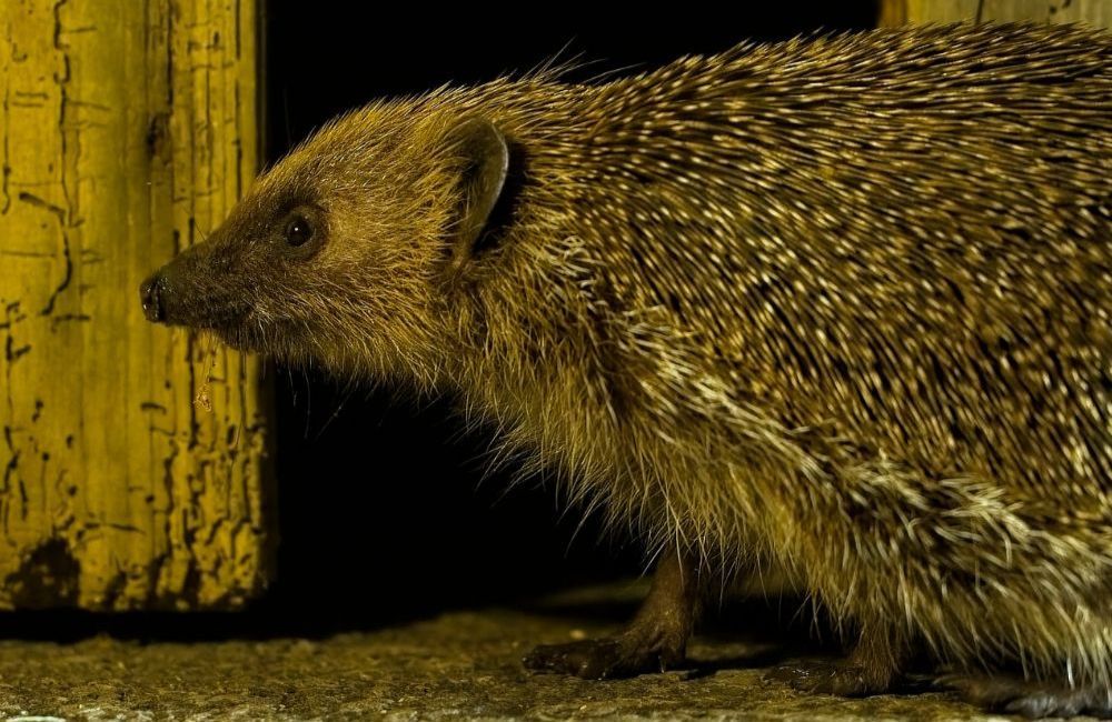 Support Hedgehogs