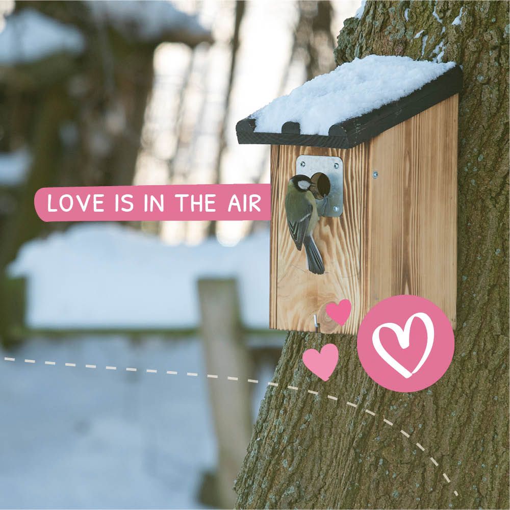 CD-2154_-_Monthly_Offers_Valentines_Day