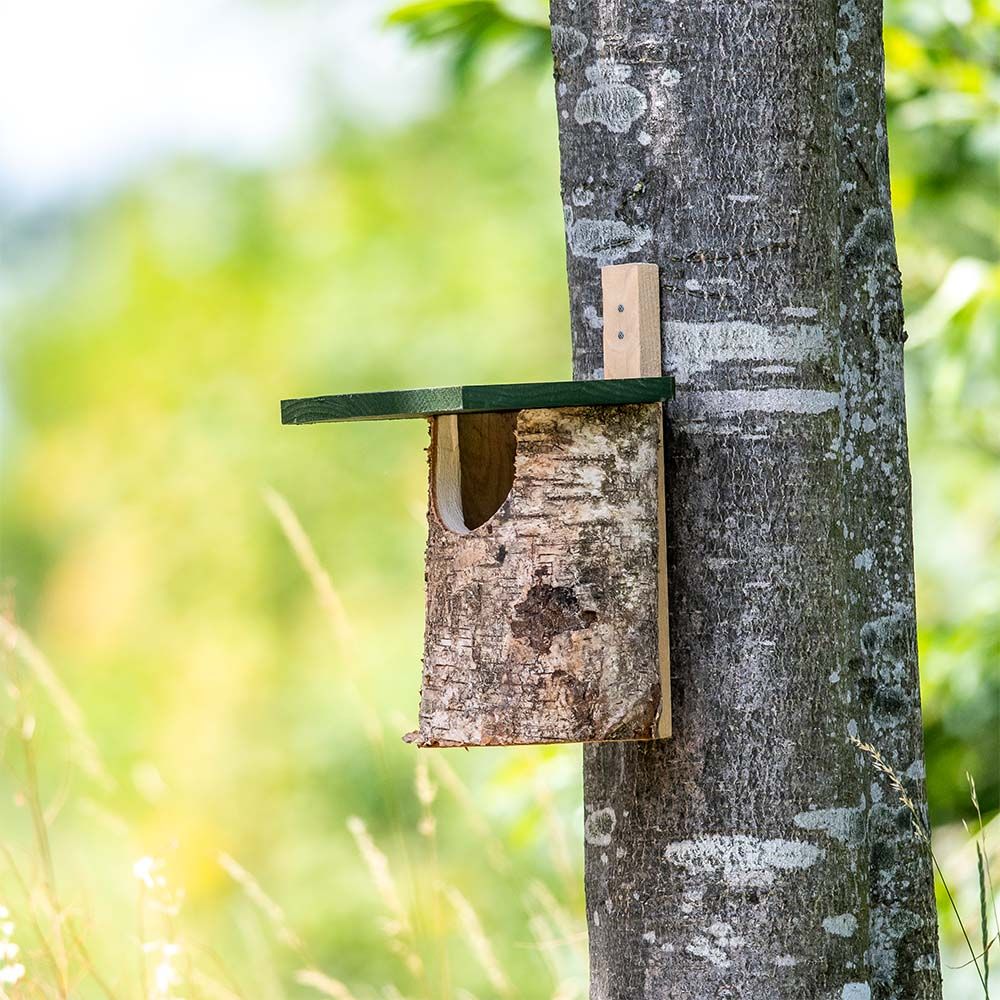 Birch Nest Boxes