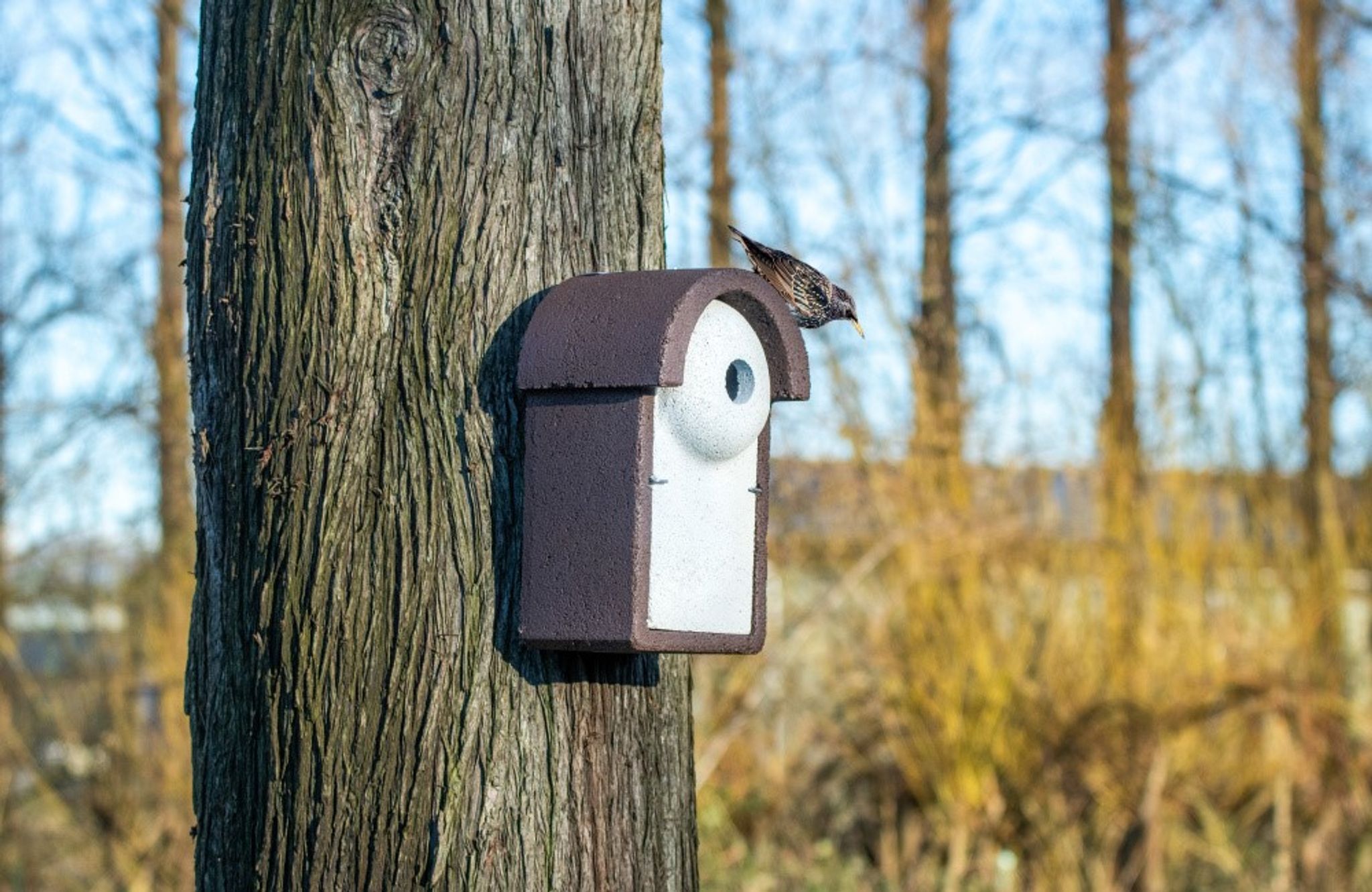Ein Holzbeton-Nistkasten, der speziell für Stare entwickelt wurde.