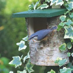 Nuthatch Nest Boxes - 1