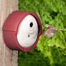 Pied Flycatcher Nest Boxes - 1
