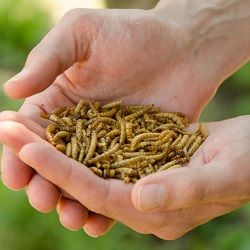 Dried-mealworms