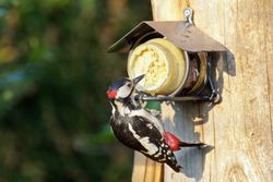 pindakaas_met_specht