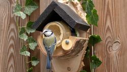 vogelpindakaas_met_pimpelmees