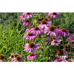 810300120-Echinacea_purpurea_Magnus