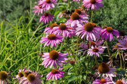 810300120-Echinacea_purpurea_Magnus