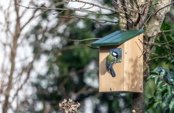 907190619-Seattle_Nestbox_with_predator_protection-RTB-Y3A6555_1_