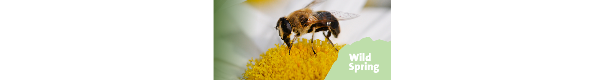 wild_spring_campaign_banner_mobile