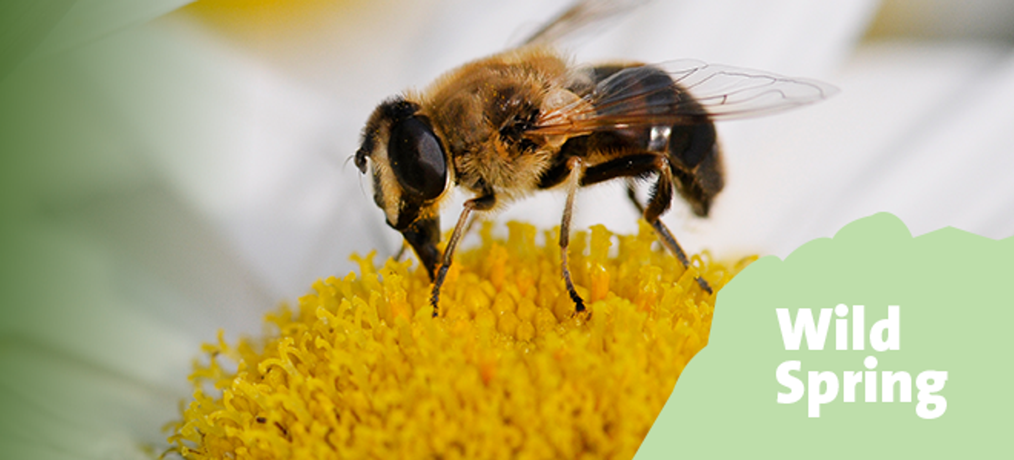wild_spring_campaign_banner_mobile