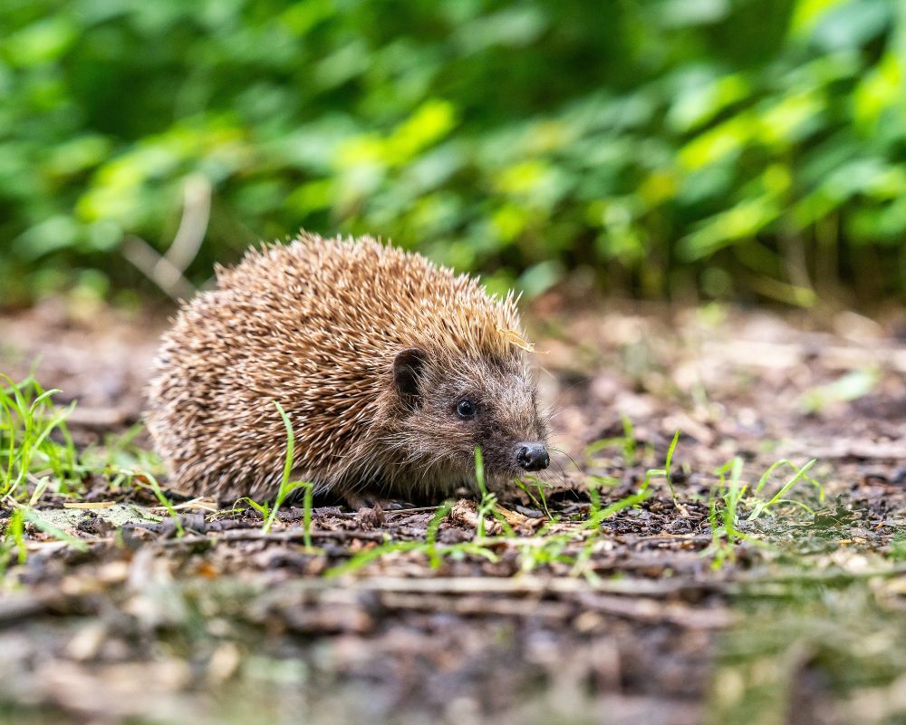Hedgehogs - 1