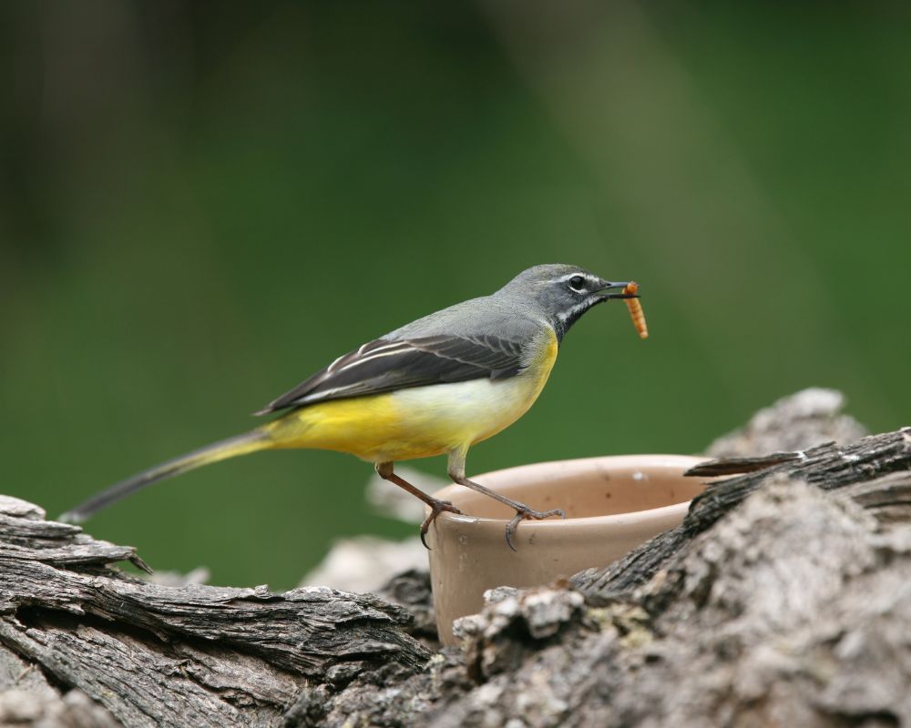 Mealworms - 1