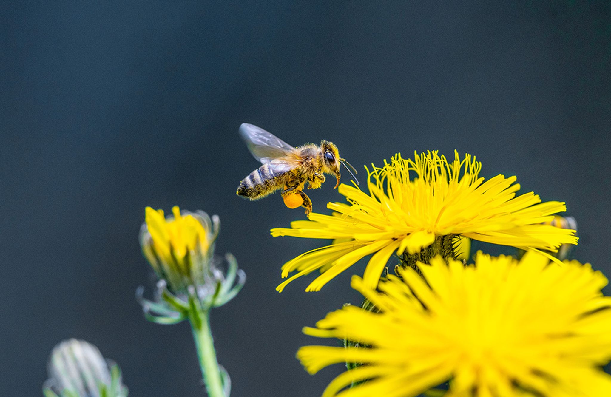 Honeybee