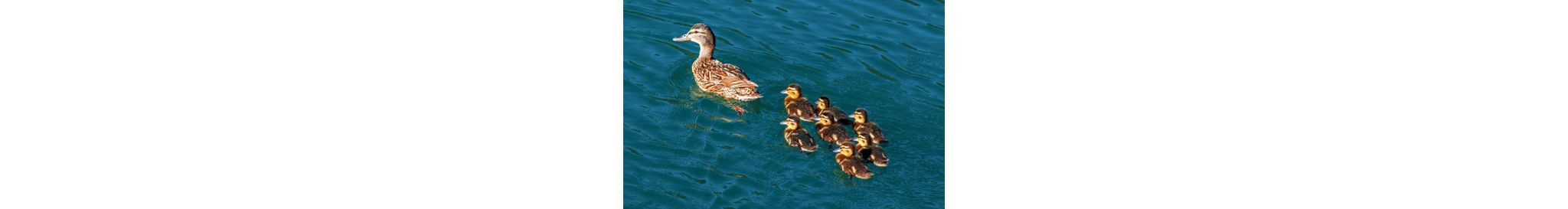 A family of ducks on the water