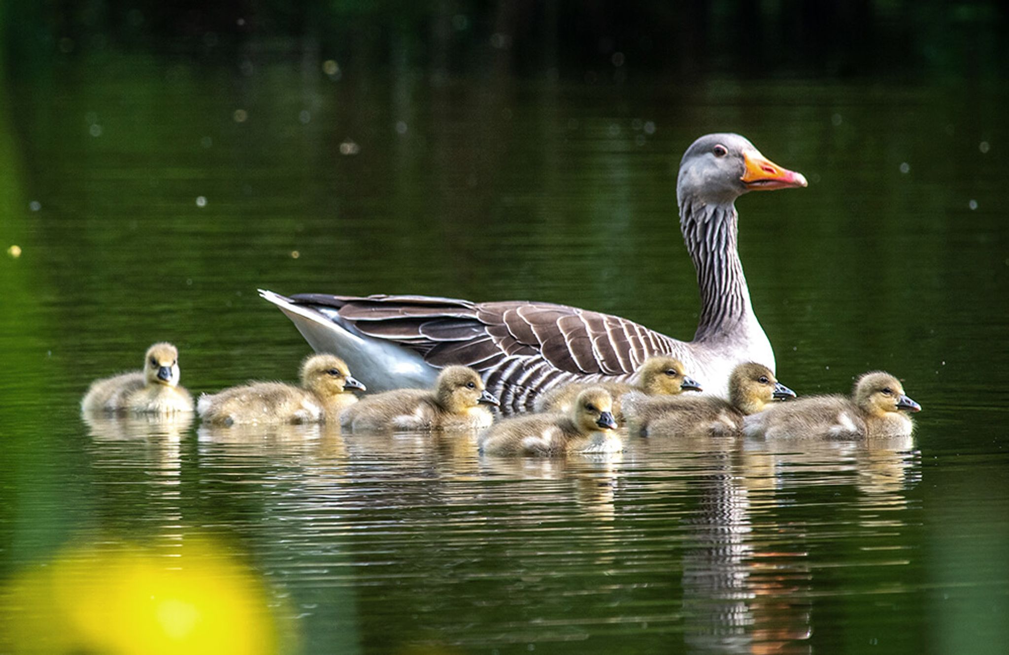 Een familie van eendjes