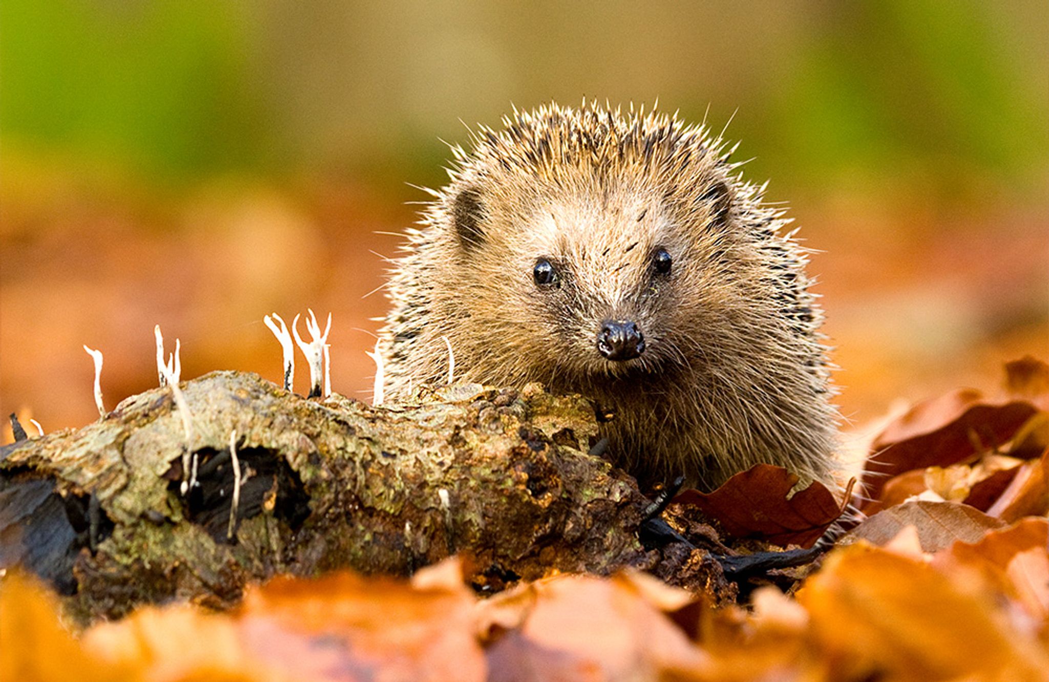 A cute hedgehog between autumn leaves.