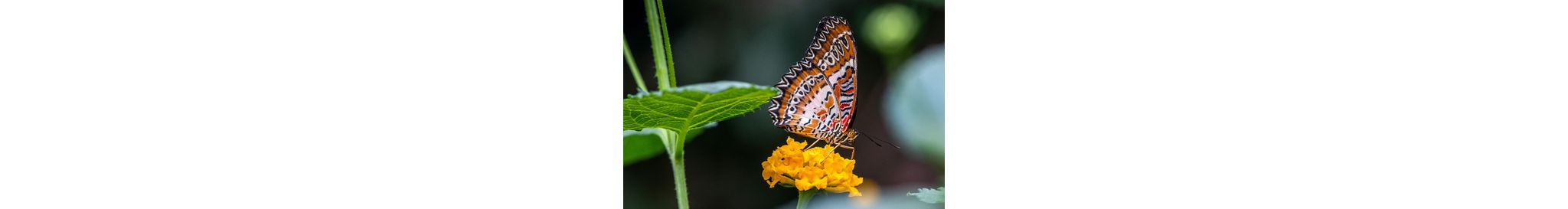 A butterfly on a flower