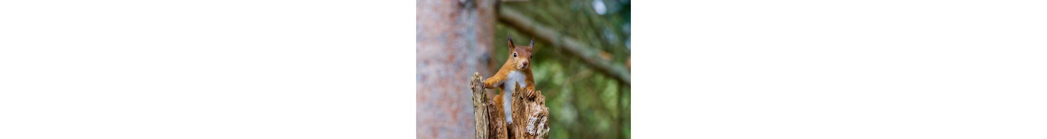 A curious squirrel watching the area from a tree trunk