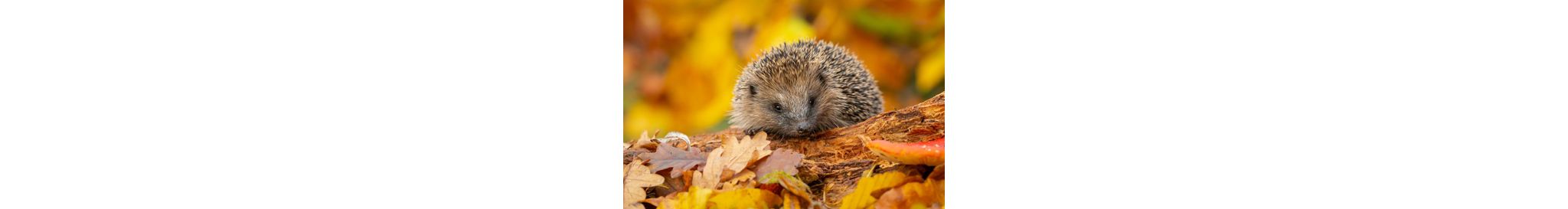 A hedgehog in between fallen colourful leaves during Autumn