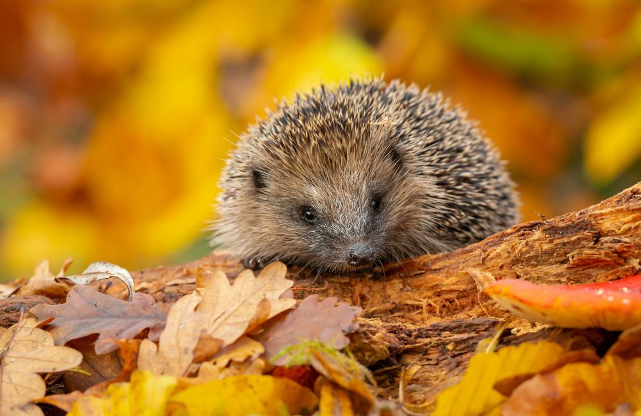 A hedgehog in between fallen colourful leaves during Autumn