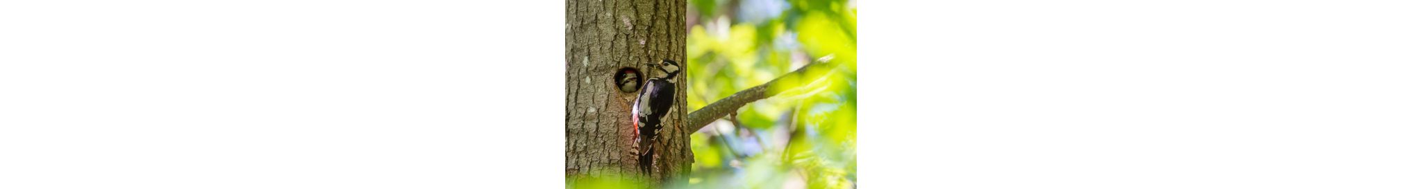 A woodpecker feeding his wife on a tree during Spring