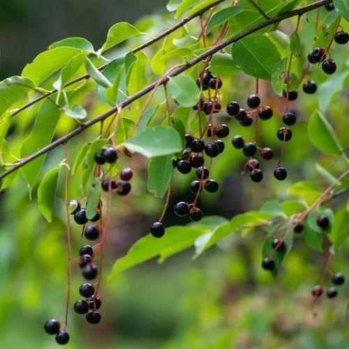 Traubenkirsche - Prunus padus
