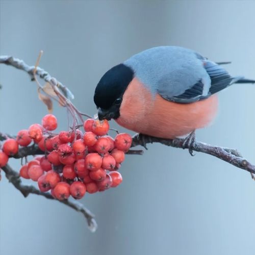 Vogelbeere - Sorbus aucuparia