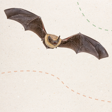 Homepage_Banners_-_v1_animal_banners_4