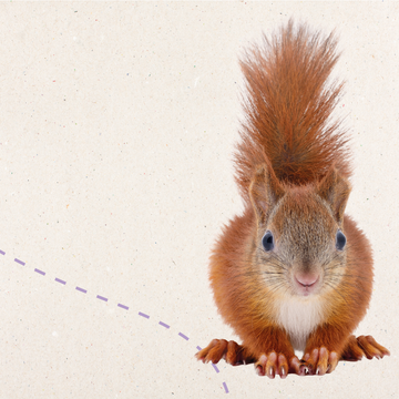 Homepage_Banners_-_v1_animal_banners_7