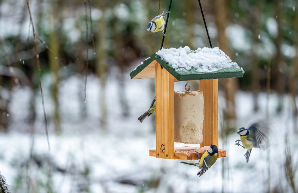 Homepage Bird Feeding Winter - 1