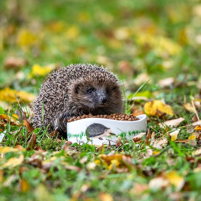 Hedgehogs