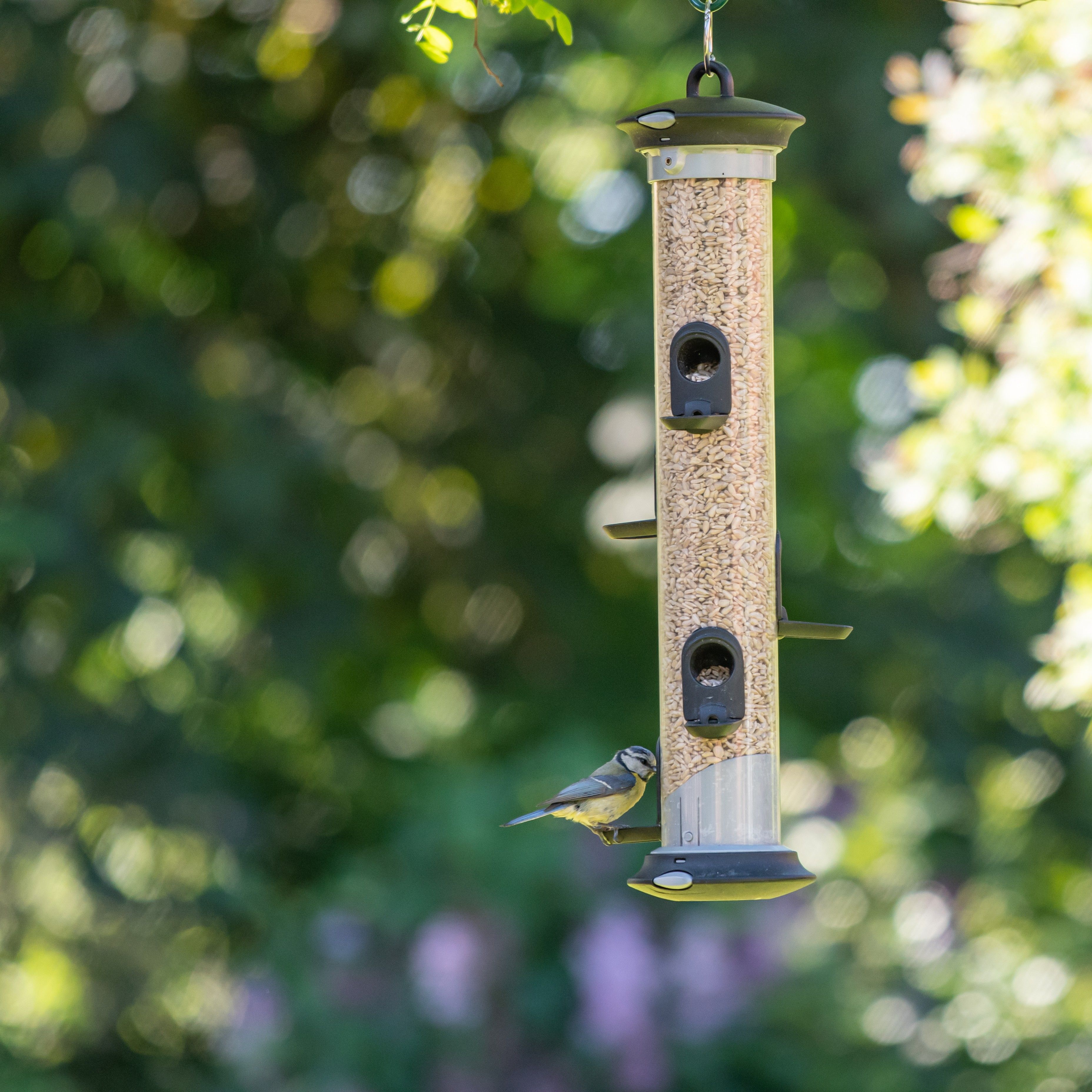 310960119_Apollo_Seed_Feeder_5_ports_QM-5776