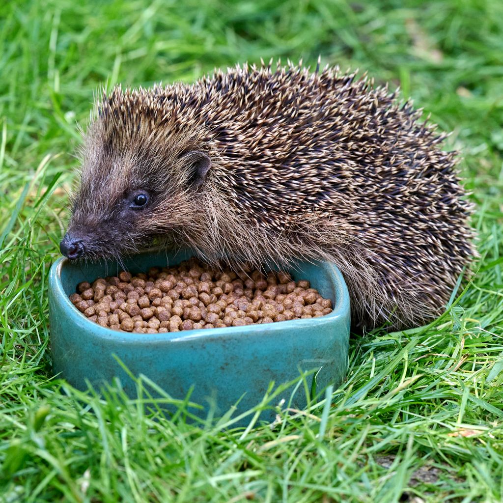 920360119_Vierno_Hedgehog_Dish_02