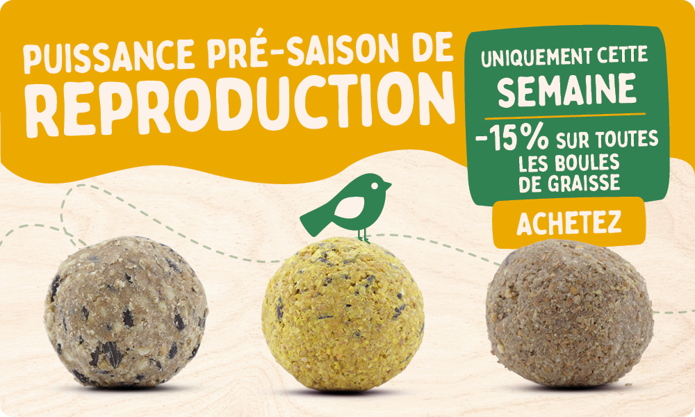 CD-2177-_Banner_Fat_Ball_Deal_FR_BE_Homepage_Mobile