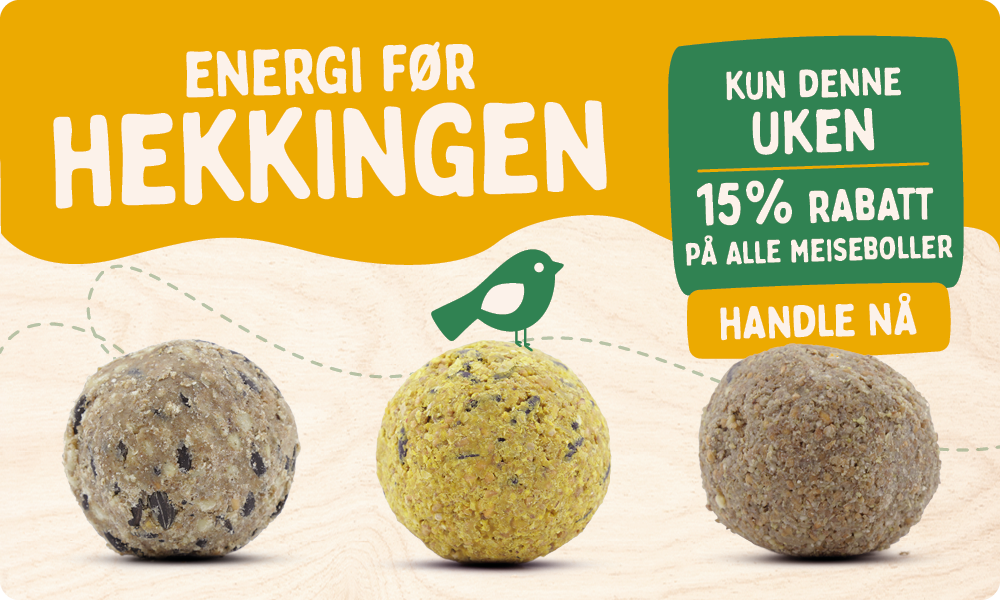 CD-2177-_Banner_Fat_Ball_Deal_NO_Homepage_Mobile