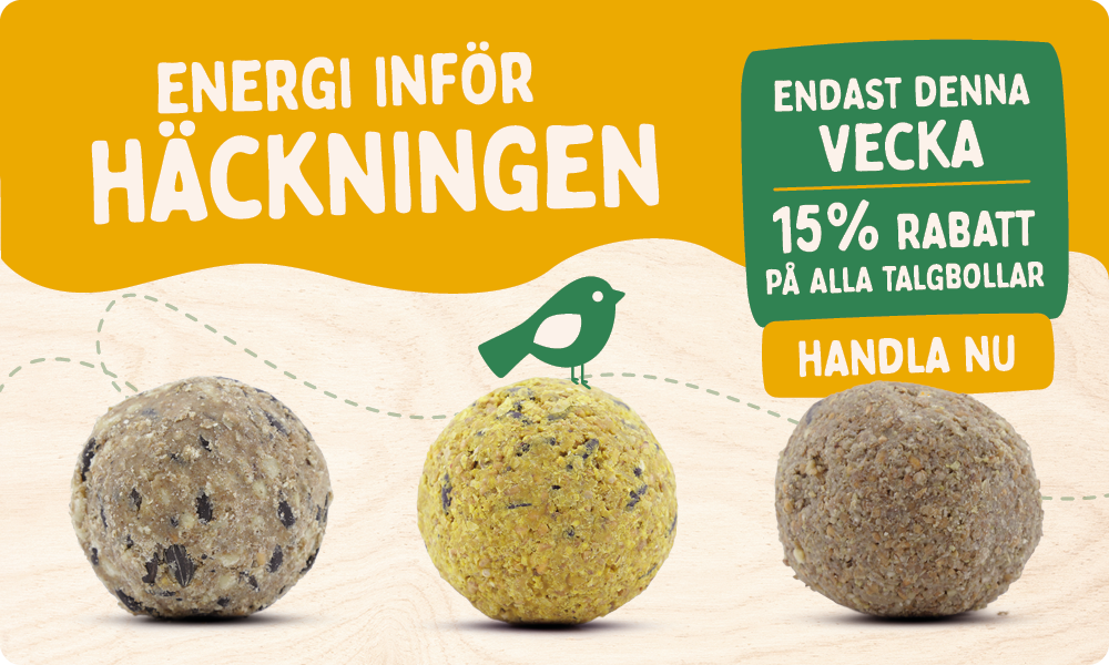 CD-2177-_Banner_Fat_Ball_Deal_SE_Homepage_Mobile