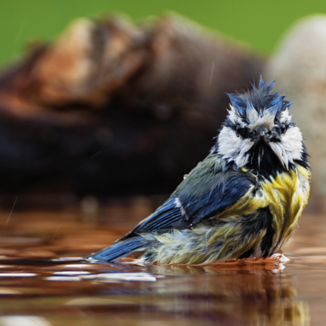 Hygiene_picture_for_website_1000x650_1_1