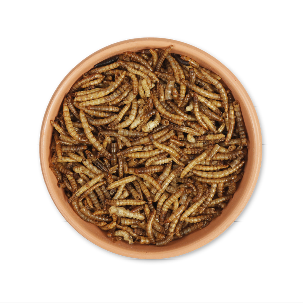 Category_Entries__Meal_Worms_1