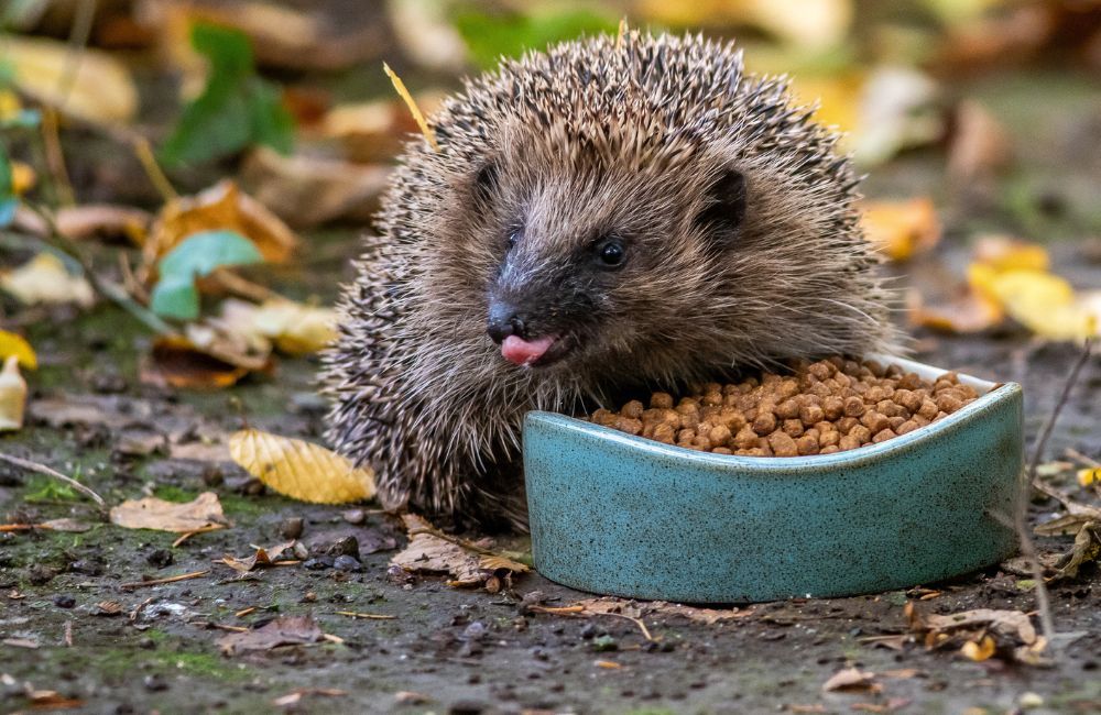 Hedgehog Food - 1