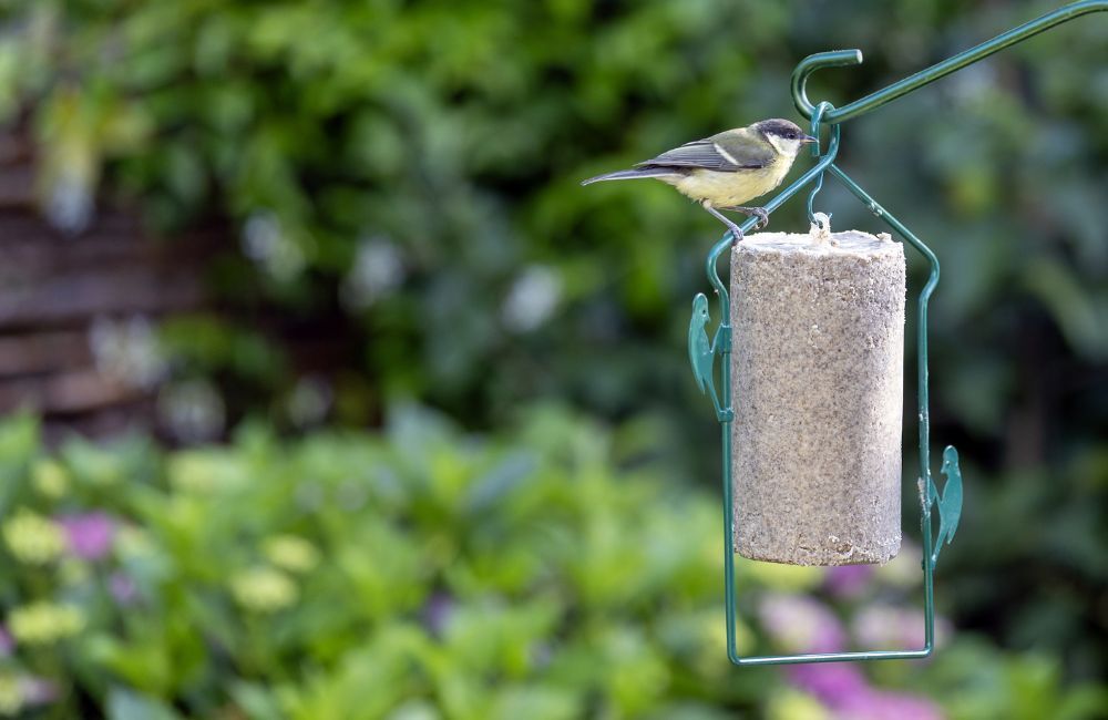 Summer Bird Feeding - 1