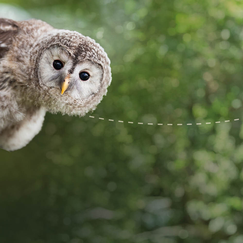 set_2_CD-2196_-_Spring_Pictures_Homepage_set_2.1